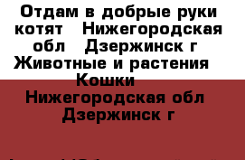 Отдам в добрые руки котят - Нижегородская обл., Дзержинск г. Животные и растения » Кошки   . Нижегородская обл.,Дзержинск г.